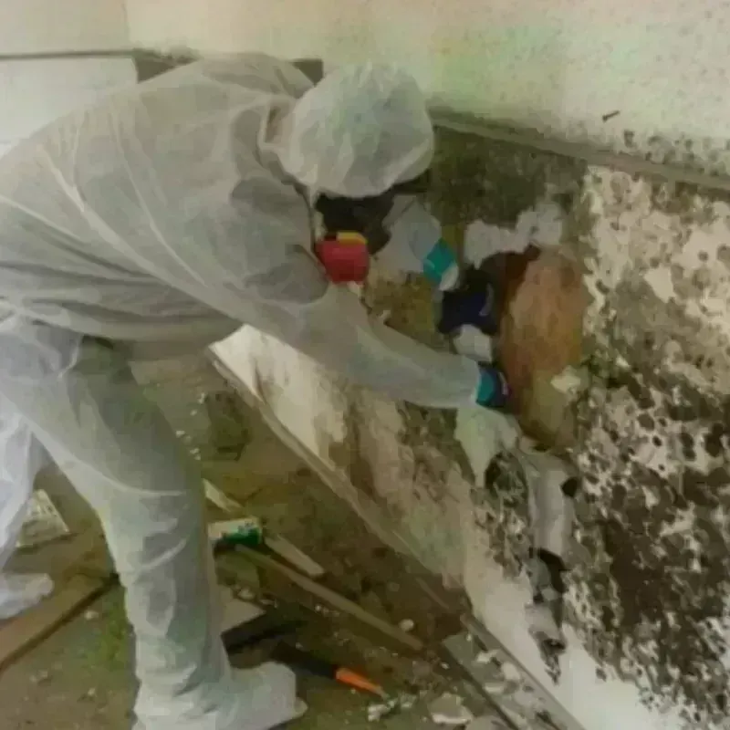 Mold Remediation and Removal in Gorman, TX